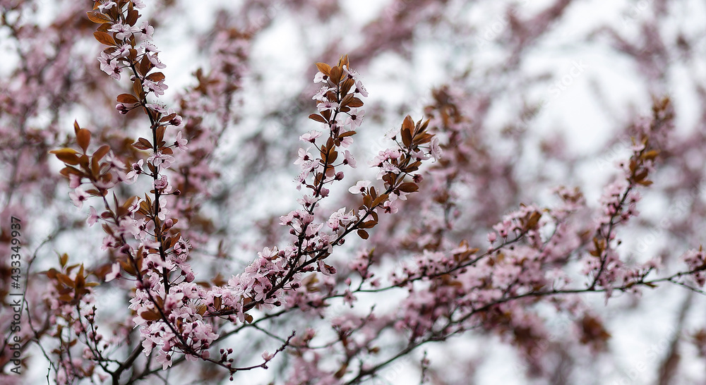 A cherry tree branch at cherryblossom in spring A cherry tree branch at cherryblossom in spring