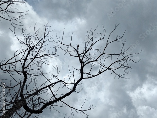tree in the sky