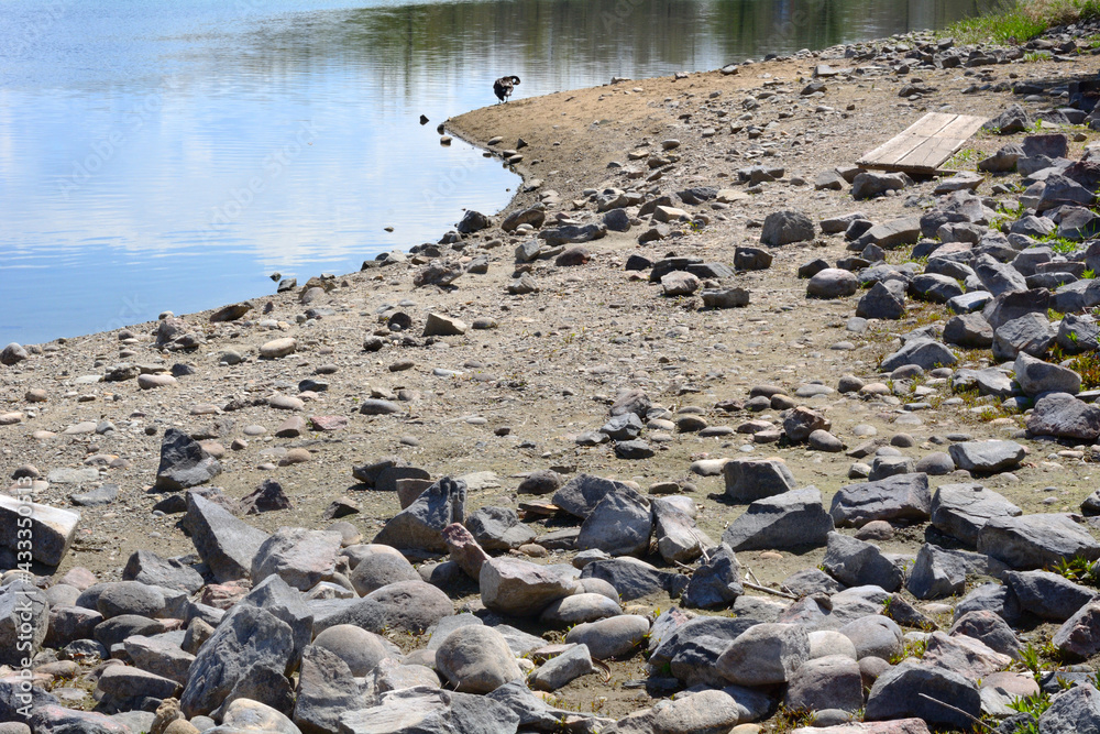 Obraz premium Increasingly wide rocky shoreline of receding Colorado lake in drought with Canada Goose on edge of water