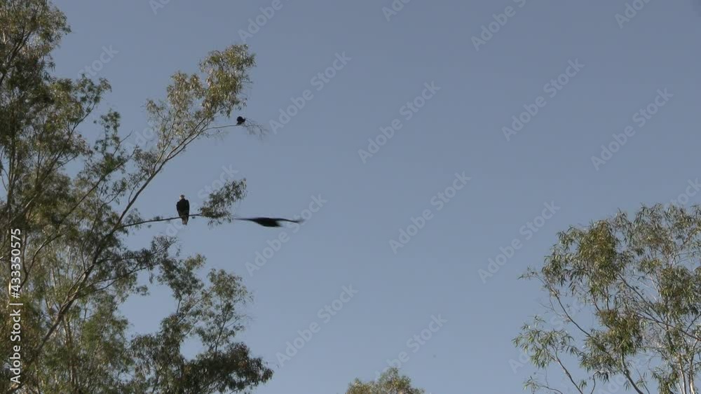 Bald Eagle Being Harassed by a Flock of Crows While Perching on a Tree Branch Bald Eagle Being Harassed by a Flock of Crows While Perching on a Tree Branch