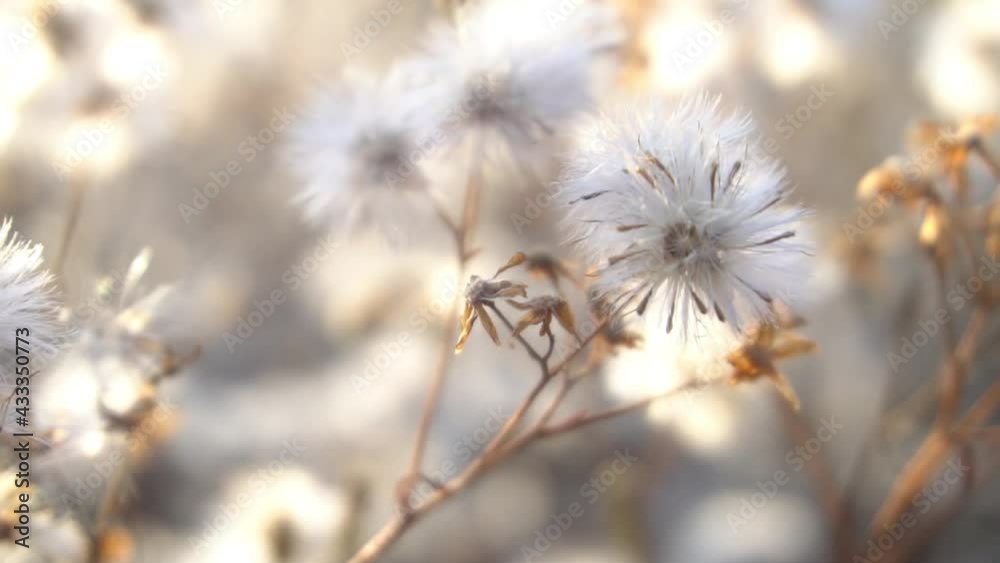 Thistle seed heads, macro closeup with soft texture details Thistle seed heads, macro closeup with soft texture details