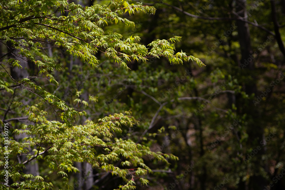 Fototapeta premium 立石公園