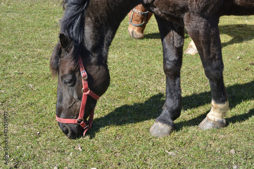 Horse head close up while eating young spring grass