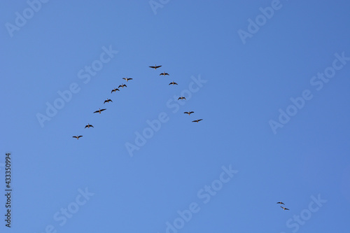A flock of flying geese against the blue sky. Migratory birds.Natural background 