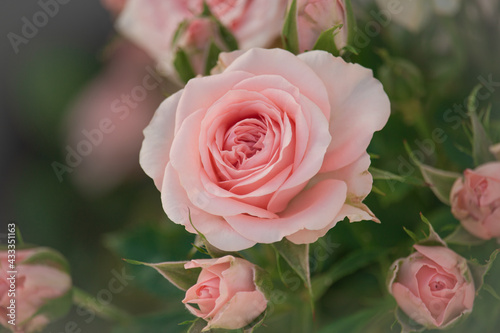 Beautiful pink roses flower in the garden
