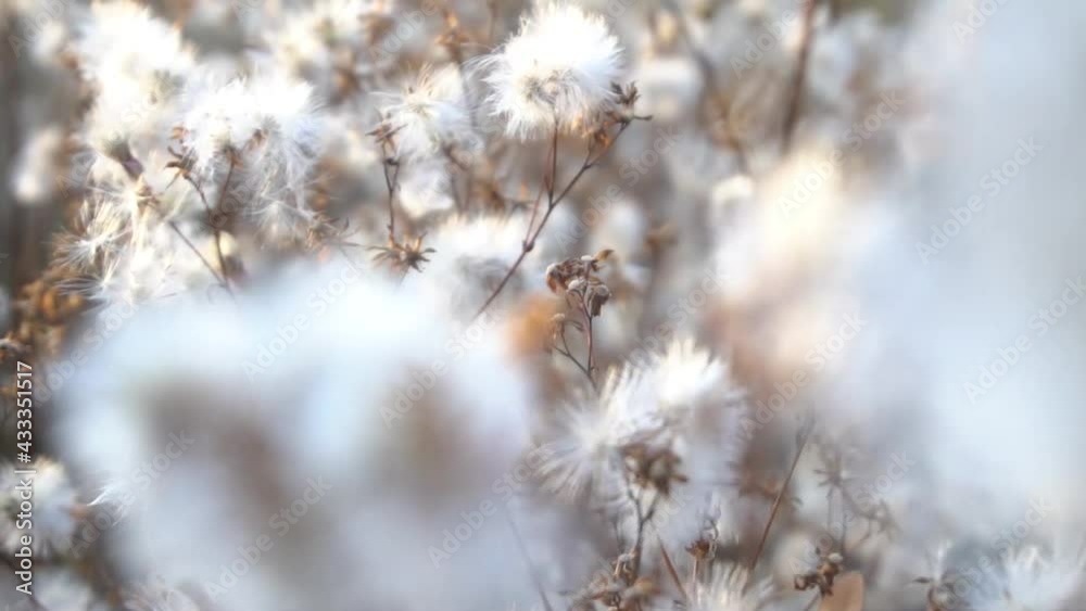Field thistle, with flowers and pappus bristles Field thistle, with flowers and pappus bristles