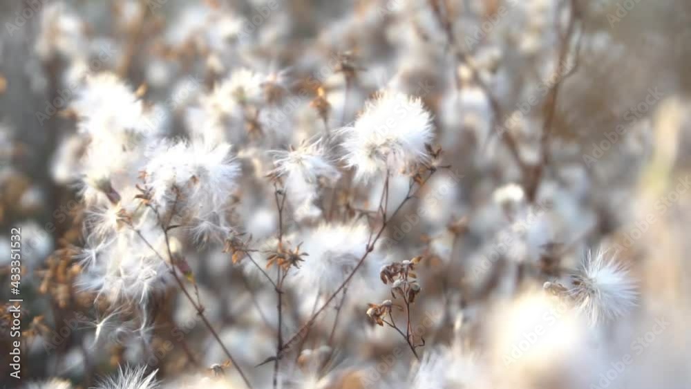 The seeds of creeping thistle (Cirsium arvense) in the meadow in the evening The seeds of creeping thistle (Cirsium arvense) in the meadow in the evening