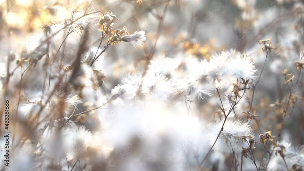 Slow Motion Dry seeds of thistle on a wildflower meadow with sunlight and bokeh Slow Motion Dry seeds of thistle on a wildflower meadow with sunlight and bokeh