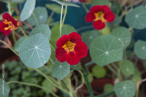 Nasturtium plant with yellow flowers, Nasturtium floridanum, Nasturtium officinale, ornamental, edible and medicinal plant photo