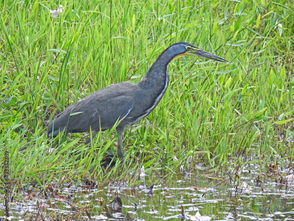 This species was photographed in Caño Negro This species was photographed in Caño Negro