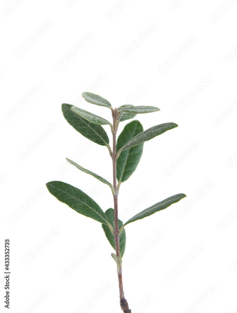 Leaves of Feijoa sellowiana, feijoa, pineapple guava and guavasteen, ornamental and medicinal plant with edible fruits, on white background Leaves of Feijoa sellowiana, feijoa, pineapple guava and guavasteen, ornamental and medicinal plant with edible fruits, on white background