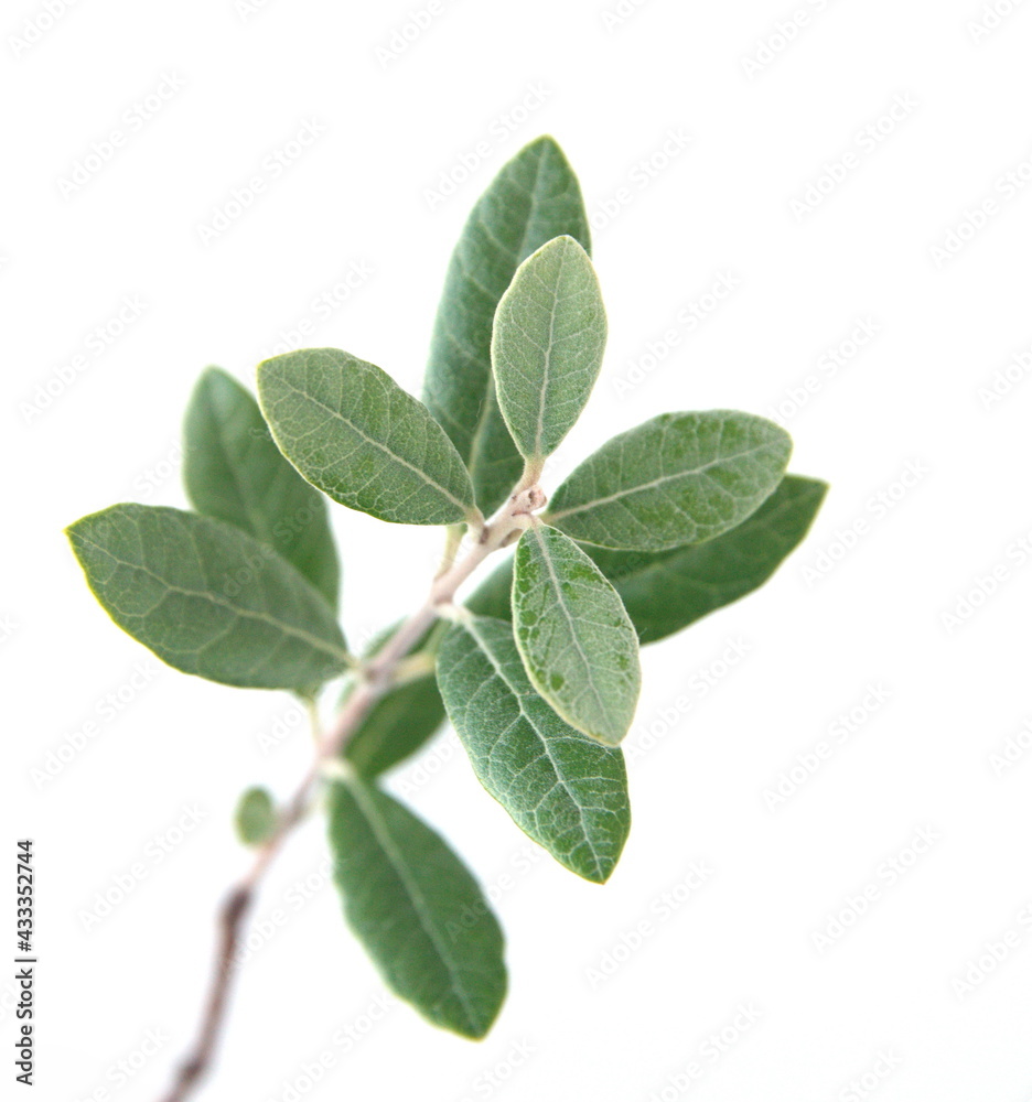Leaves of Feijoa sellowiana, feijoa, pineapple guava and guavasteen, ornamental and medicinal plant with edible fruits, on white background Leaves of Feijoa sellowiana, feijoa, pineapple guava and guavasteen, ornamental and medicinal plant with edible fruits, on white background