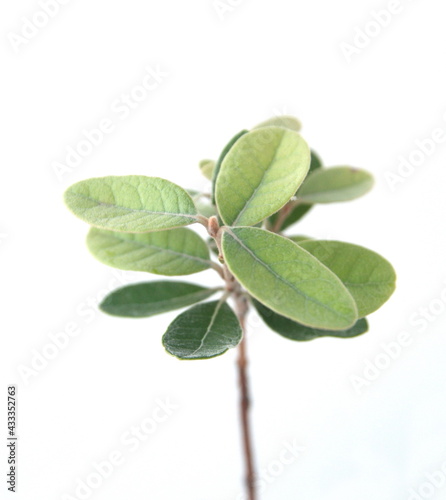 Leaves of Feijoa sellowiana, feijoa, pineapple guava and guavasteen, ornamental and medicinal plant with edible fruits, on white background