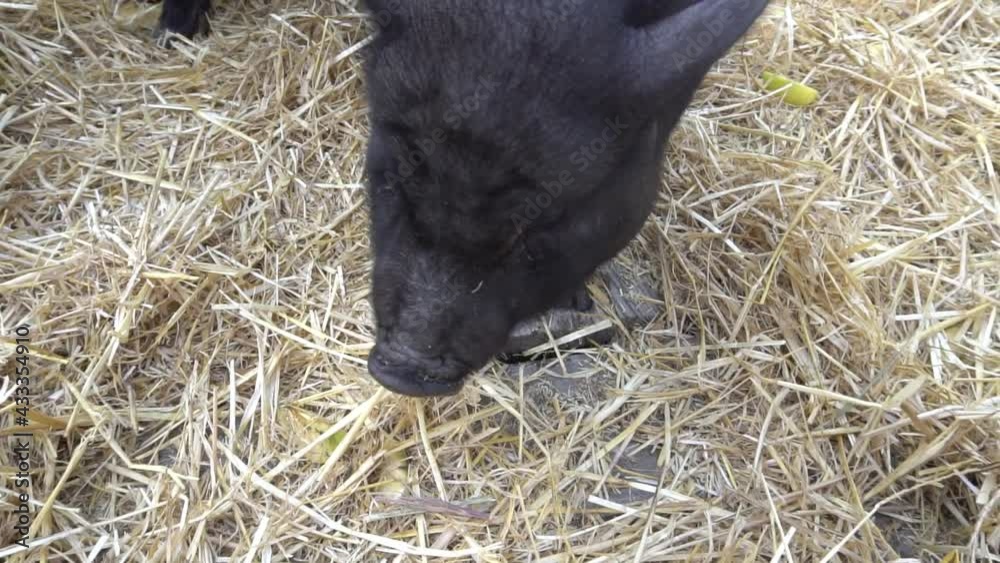 Slow Motion young piglet on hay at pig farm