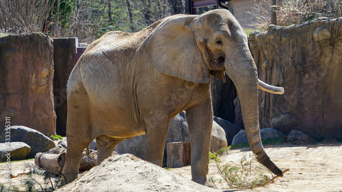 Photography African Elephant