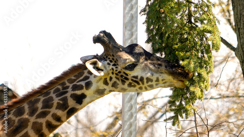 Canvas Print Giraffee eating
