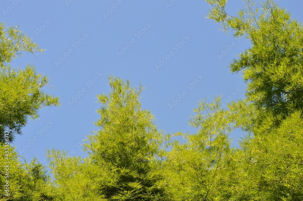 green trees and blue sky green trees and blue sky