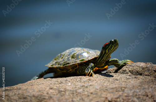 view of a turtle on a rock in Central Park, New York