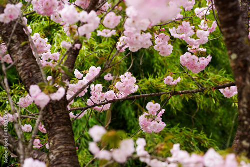 日本庭園の満開の桜