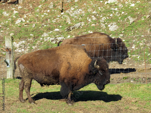 The American bison (Bos bison bison), American Buffalo, der Amerikanische Bison oder Büffel (Bueffel) or les Bisons in the Zoo Juraparc Vallorbe - Canton of Vaud, Switzerland (Kanton Waadt, Schweiz) photo