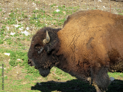 The American bison (Bos bison bison), American Buffalo, der Amerikanische Bison oder Büffel (Bueffel) or les Bisons in the Zoo Juraparc Vallorbe - Canton of Vaud, Switzerland (Kanton Waadt, Schweiz) photo