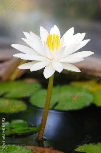 A Beautiful White Water Lily