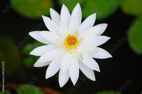 A Beautiful White Water Lily