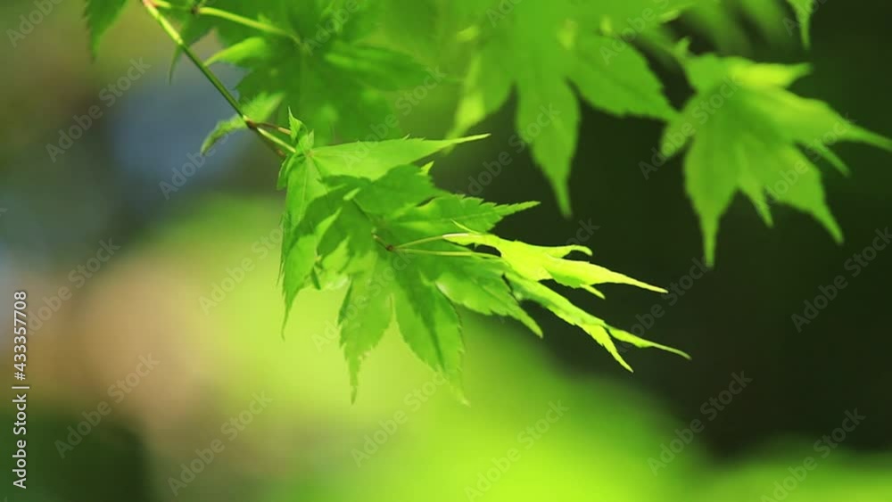 新緑 森林 木漏れ日 さわやかな風景 青もみじ 新緑 森林 木漏れ日 さわやかな風景 青もみじ