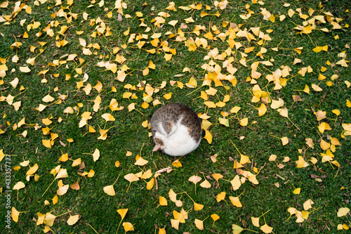 Cat sleeping on grass, surrounded by ginkgo leaves, Buenos Aires, Argentina
