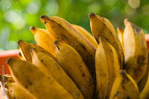 Bunch of plantains, close-up