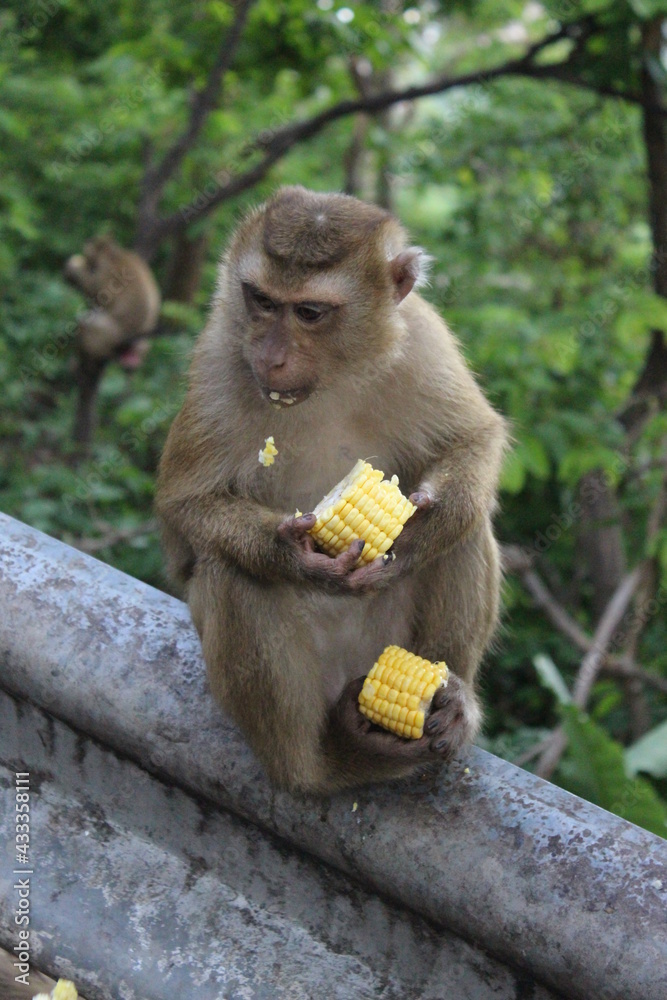 custom made wallpaper toronto digitalWild macaques monkeys beside the street are eating coin. 