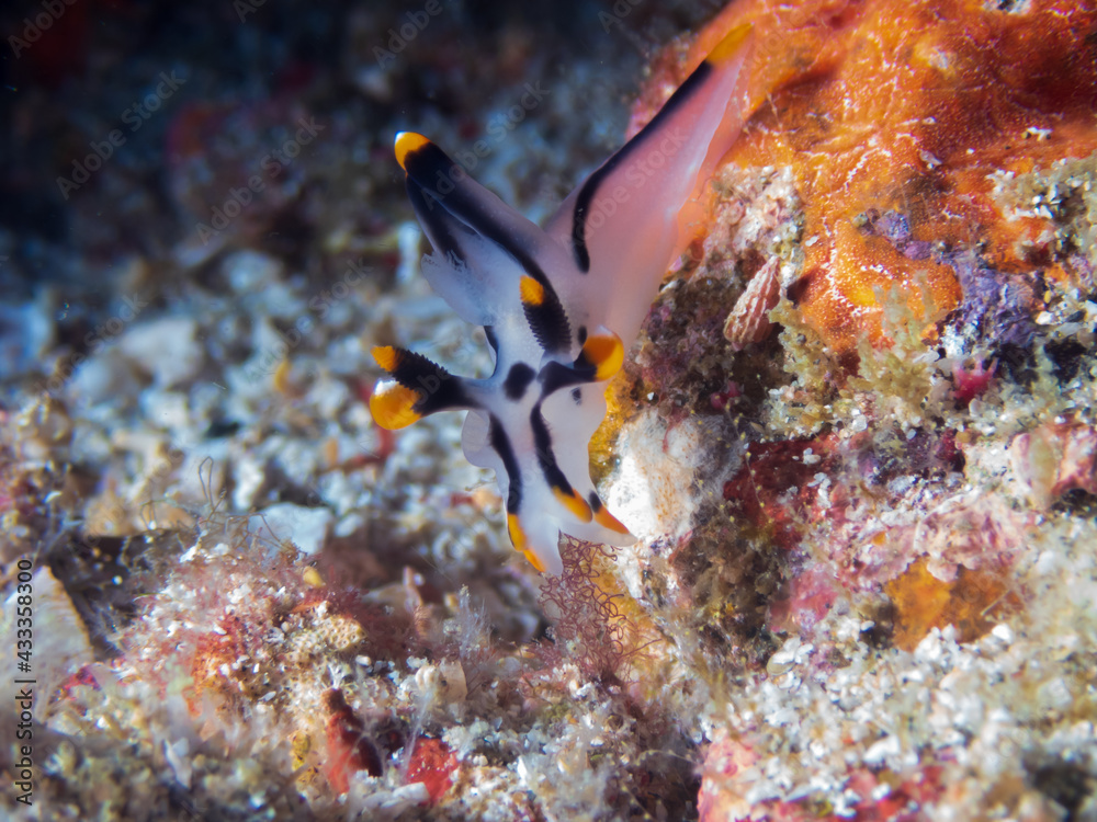 Painted Thecacera Thecacera Picta Or Dragon Nudibranch Or White Painted Thecacera Thecacera Picta Or Dragon Nudibranch Or White