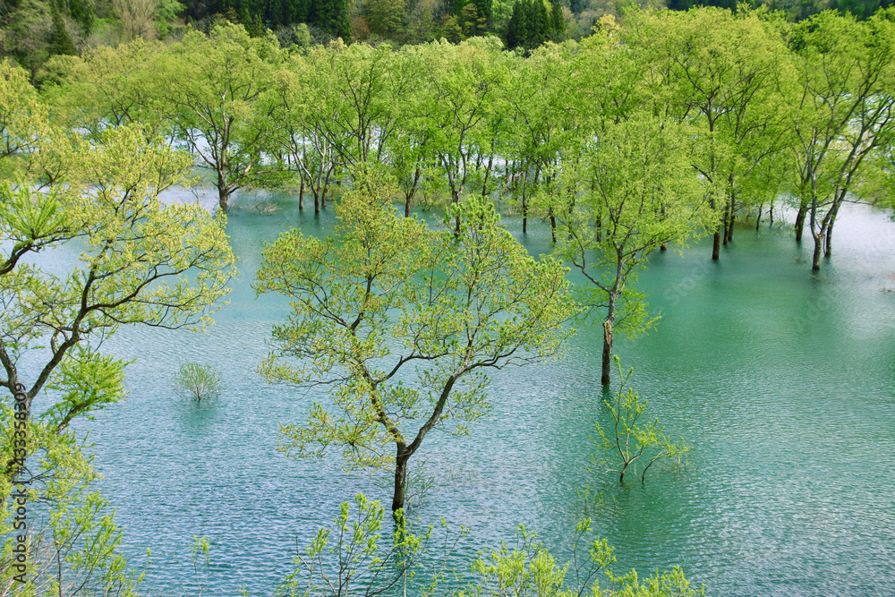 Fototapeta premium 白川湖の水没林（山形県・飯豊町）