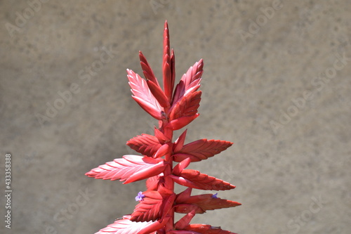 red andean flower