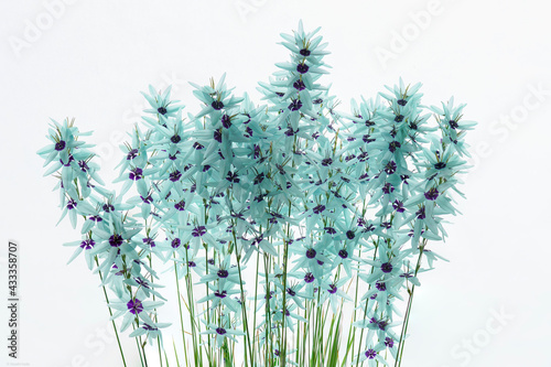 powder blue flowers