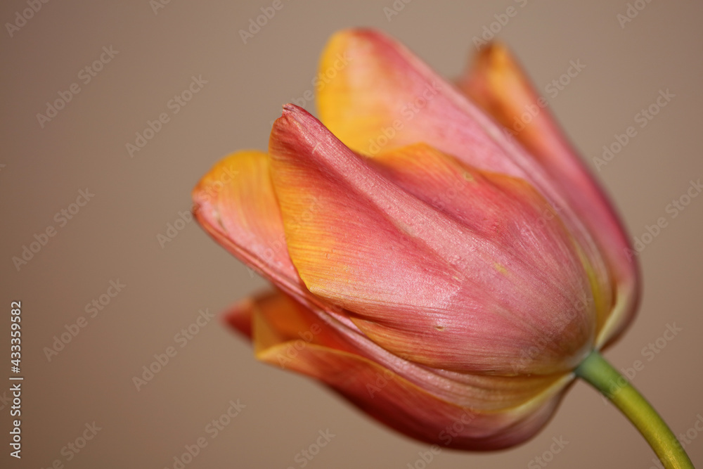 Tulip flower blossom close up family liliaceae modern botanical background high quality big size print