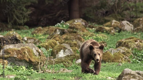 Bear Walking Forest Wild Animal Eating Nature Close Up