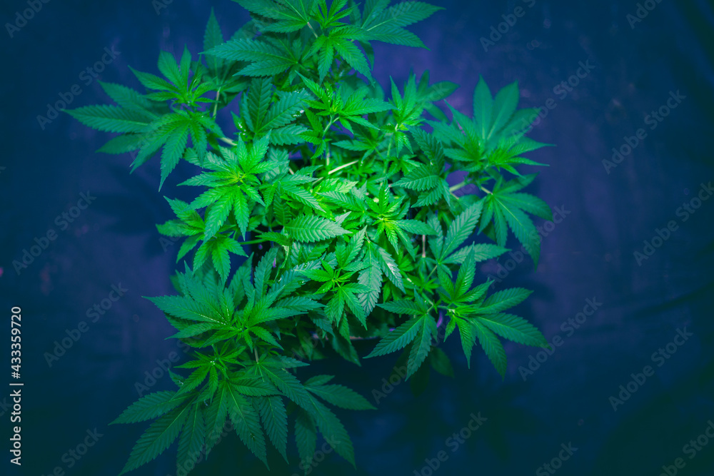 Cannabis medicine natural hemp flowers