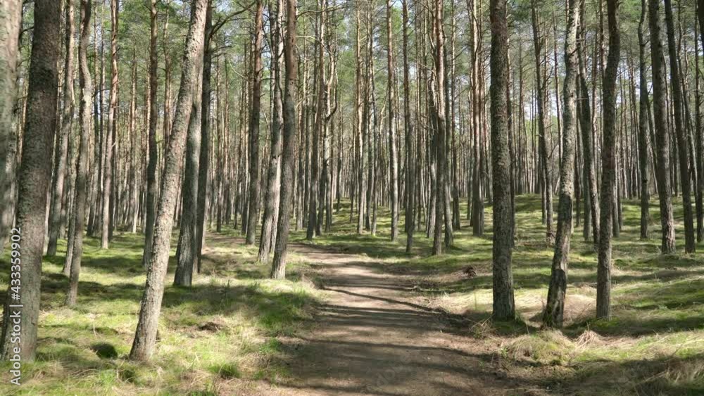Walking Through Smiltyne Pine Forest on a Sunny Day Walking Through Smiltyne Pine Forest on a Sunny Day