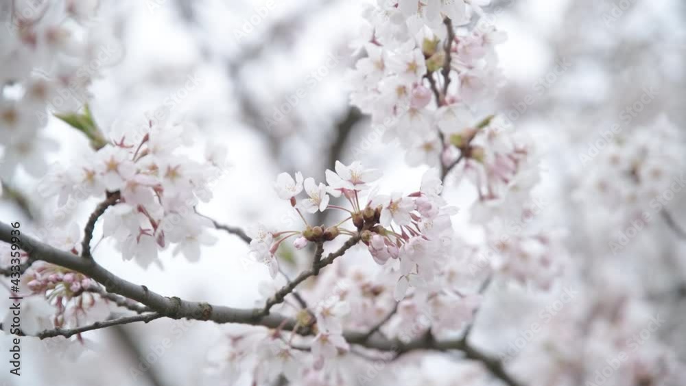 Trembling Pink Sakura Japanese Cherry Petals on a Cloudy Bright Day Trembling Pink Sakura Japanese Cherry Petals on a Cloudy Bright Day