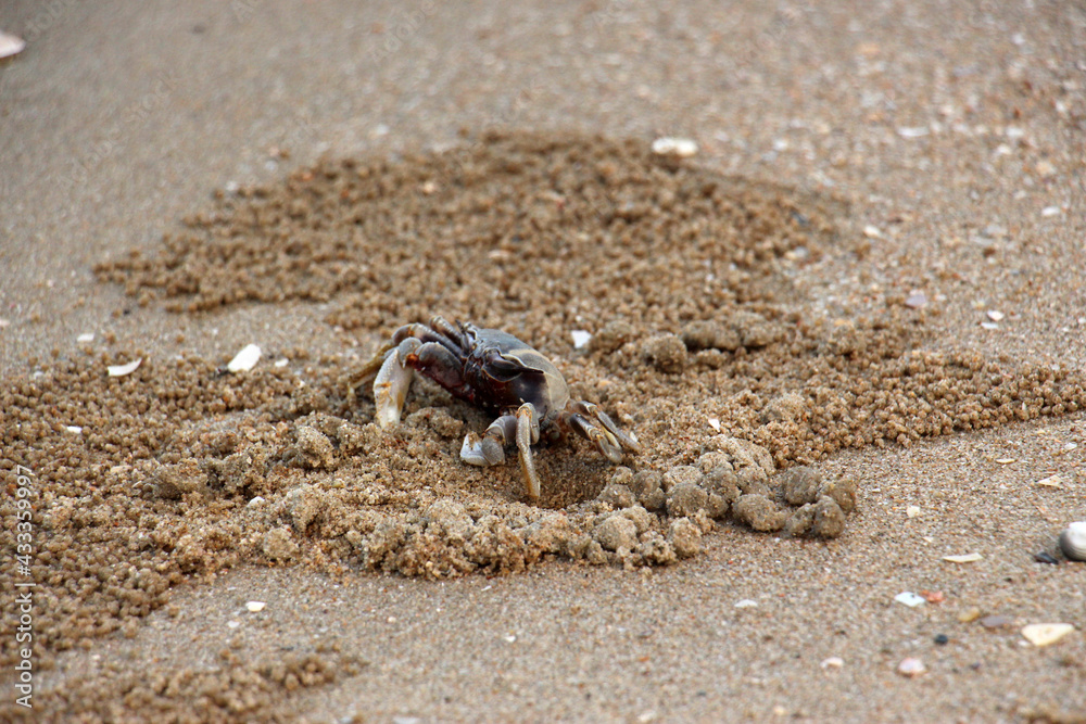 Ocypode is a genus of ghost crabs found in the sandy shores of tropical and subtropical regions throughout the world.They inhabit deep burrows in the intertidal zone. Ocypode is a genus of ghost crabs found in the sandy shores of tropical and subtropical regions throughout the world.They inhabit deep burrows in the intertidal zone.