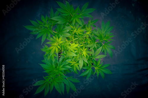 Cannabis medicine natural hemp flowers