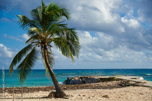 Seascape with palm tree on San Andres Colombia Island.
