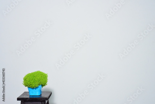 Scene plant on empty grey wall background, place for your text.