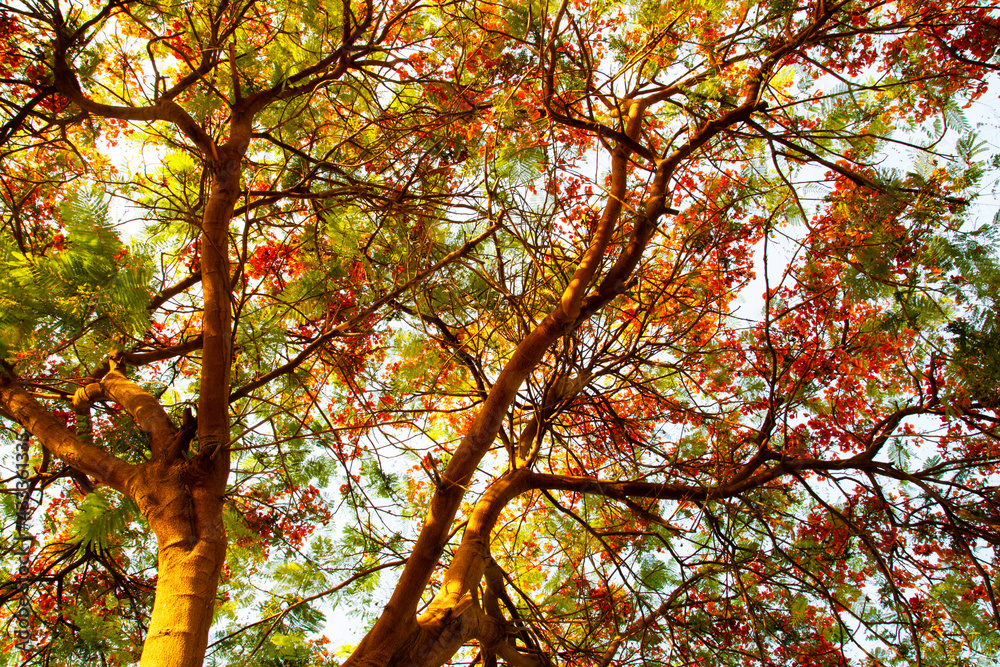 Fototapeta premium Gulmohar tree (Flame tree) in bloom