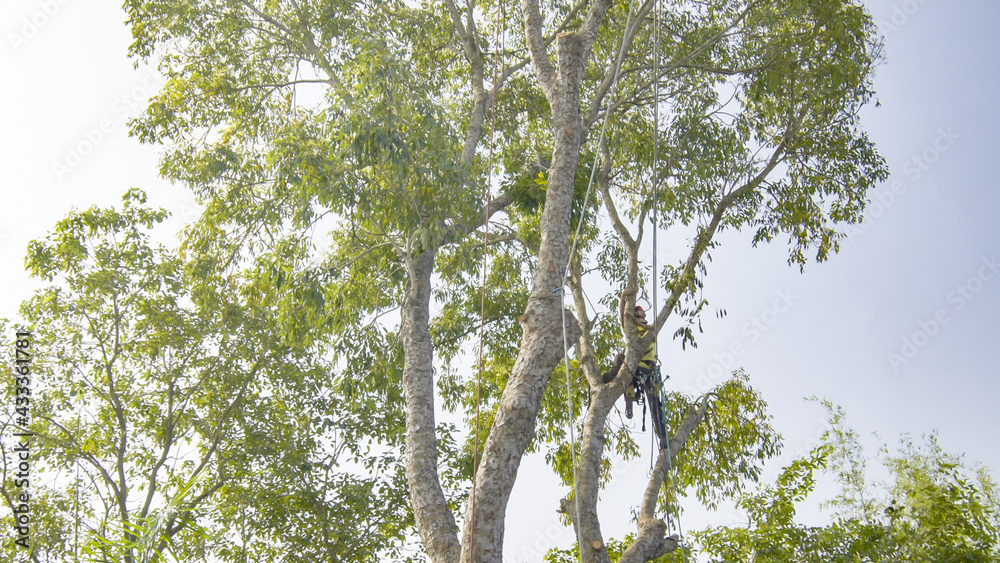 Fototapeta premium Tree removal trimming pruning maintenance service tree 
