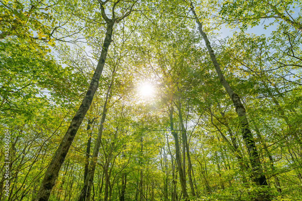 Obraz premium 富士山の樹海