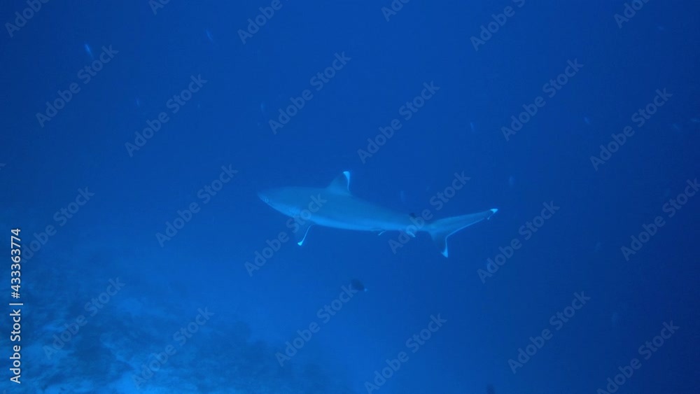 Silvertip Shark, Carcharhinus albimargin, swim in the blue deep ocean looking for food fish hunting. Divers watching sharks. Underwater Scuba Diving in Maldives sea water. Silvertip Shark, Carcharhinus albimargin, swim in the blue deep ocean looking for food fish hunting. Divers watching sharks. Underwater Scuba Diving in Maldives sea water.