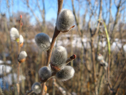 Spring. Pussy-willow twig with melting buds photo