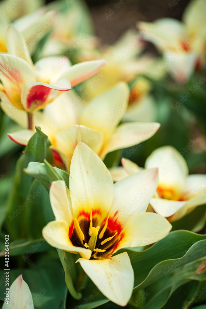 Fototapeta premium tulips in the spring garden